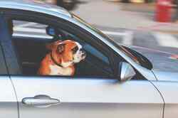 Ein Hund lehnt sich aus dem Beifahrerfenster eines fahrenden Autos.